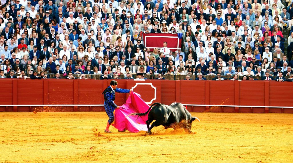 pexels marko obrvan 5521552 min 1 A picador exhausting a bull with a capote