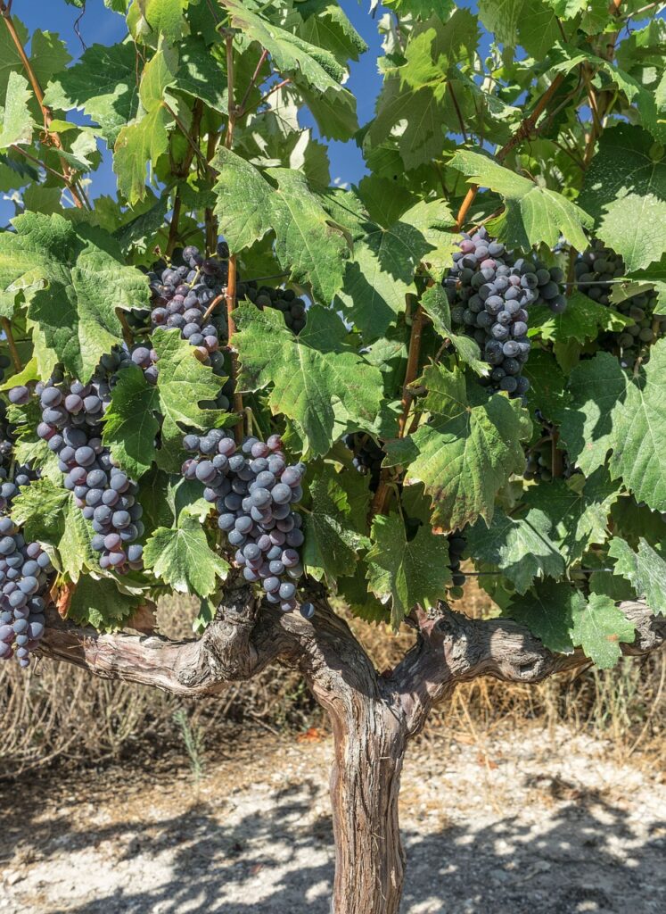 Spanish wineries grapes ribera del duero Vineyards offer a singular taste of Spain