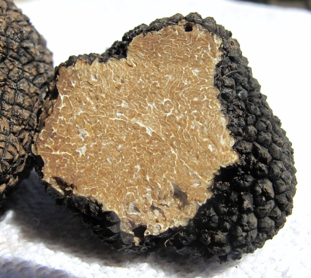 Perigord Truffles, a French delicacy